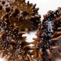 Processing Sea Cucumbers: A Comprehensive Guide