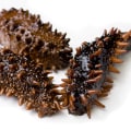 The Benefits Of Sea Cucumbers And How To Buy Them
