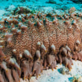 The Benefits of Sea Cucumber: A Comprehensive Guide