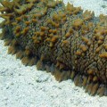 What Would Happen if Sea Cucumbers Disappeared?