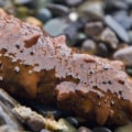 The Benefits of Processing Sea Cucumbers