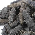 Buying Dried Sea Cucumber: How to Find the Best Quality and Price