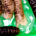 A Step-by-Step Guide to Soaking Dried Sea Cucumber to get the Perfect Texture