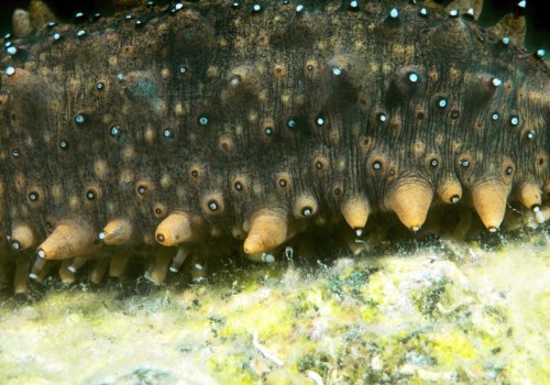 Are Sea Cucumbers Safe to Touch?
