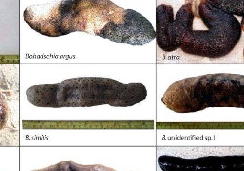The Poaching of Sea Cucumbers: How Organised Crime is Exploiting a Valued Marine Species