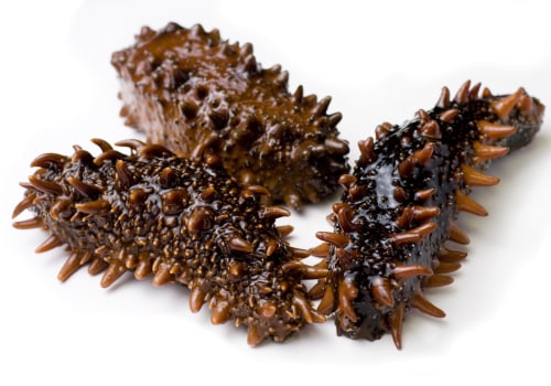 The Benefits Of Sea Cucumbers And How To Buy Them
