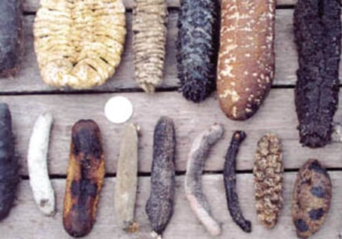 Processing Dried Sea Cucumber: A Step-by-Step Guide