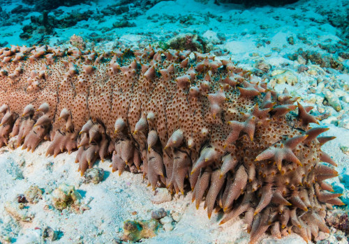 Discover the Culinary and Health Wonders of Sea Cucumbers