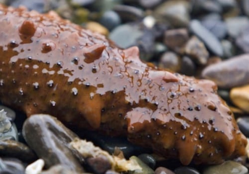 The Benefits of Processing Sea Cucumbers