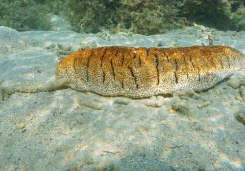 Do Sea Cucumbers Clean the Ocean? An Expert's Perspective